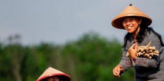 Di Tulang Bawang, Puan Ikut Tanam Singkong Bareng Petani