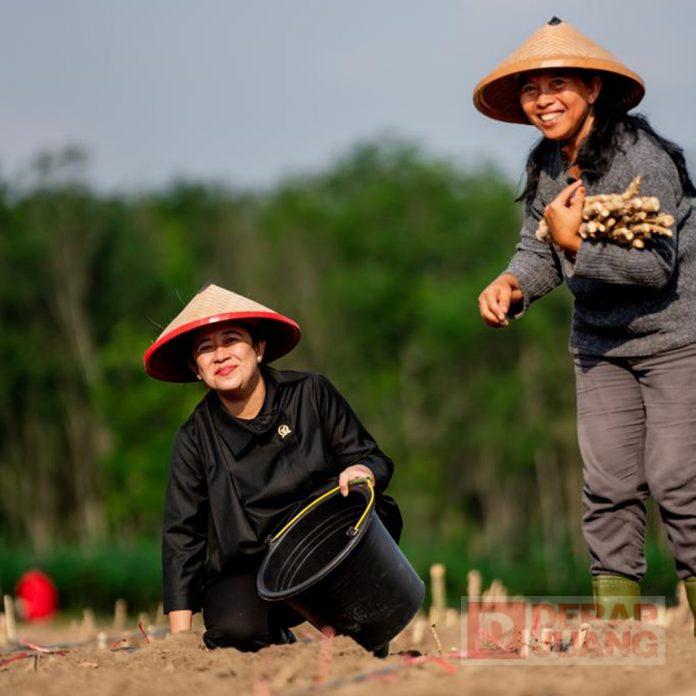Di Tulang Bawang, Puan Ikut Tanam Singkong Bareng Petani