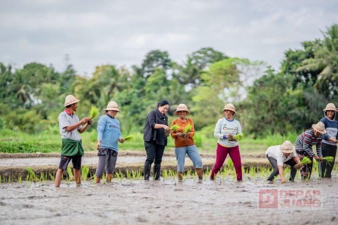 Puan Maharani Tanam Padi Bersama Petani di Badung