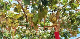 Panen Anggur di Kebun Mini, Mbak Etik Ajak Masyarakat Budidaya Anggur