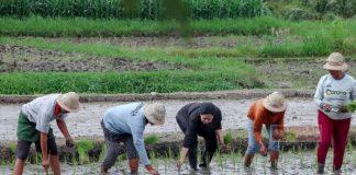 Puan Maharani Tanam Padi Maju, Berikut Kelebihan dari Tanju