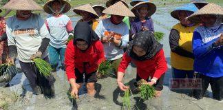 Tilik Sawah Hingga Tanam Padi, Cara Dewi Aryani Dekat dengan Petani
