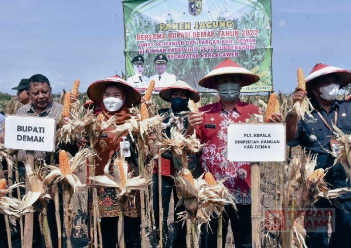 Bupati Demak Panen Jagung Bersama Dirjen Tanaman Pangan RI