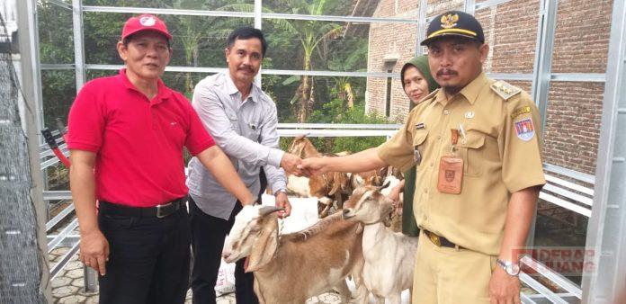 Berikan Bantuan Hewan Ternak Kambing, Andry Semoga Bisa Bermanfaat