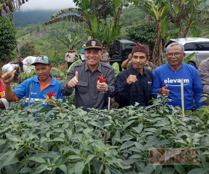 Hadiri Panen Raya Cabai di Wanareja, Taufik Ingin Cabai Jadi Ikon Cilacap