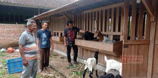 Kagumnya Ketua DPC Kebumen pada Kadernya yang Geluti Ternak Kambing