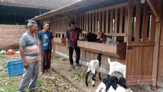 Kagumnya Ketua DPC Kebumen pada Kadernya yang Geluti Ternak Kambing