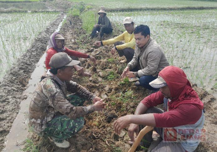 Rokib Semoga Bisa Tingkatkan Produktivitas Petani