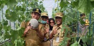 Bupati Husein Ikuti Panen Perdana Melon Golden Aroma