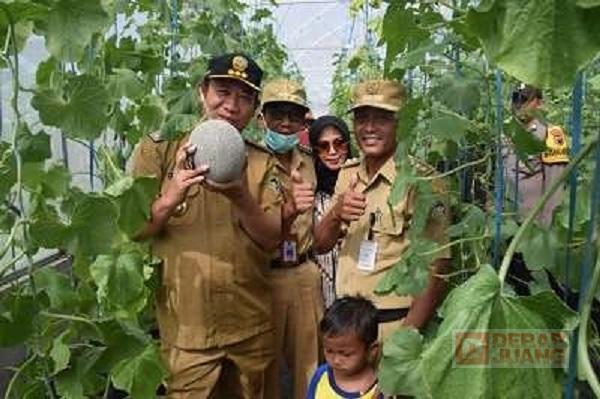 Bupati Husein Ikuti Panen Perdana Melon Golden Aroma