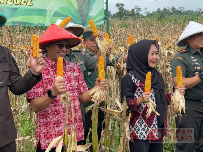 Bupati Tiwi dan Bambang Irawan Hadiri Panen Raya Jagung, Kodim 0702Purbalingga Bantu Ketahanan Pangan