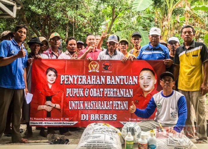 Dicurhati Petani, Dimas dan Paramitha Beri Bantuan Pupuk dan Obat Sawah (2)