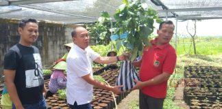 Sadewo Dukung Sentra Pembibitan Tanaman Dawuhan Kulon Jadi Agrowisata