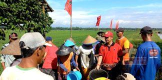 Sunarko Selenggarakan Penyemprotan Tanaman Padi Gratis