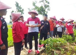 Budidaya Kayu Putih Desa Binangun, Taufik: Manfaatkan Dengan Baik Hasil Taninya