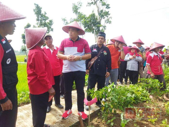 Budidaya Kayu Putih Desa Binangun, Taufik Manfaatkan Dengan Baik Hasil Taninya