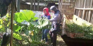 Gandeng Dinkes Salatiga, Dian Lakukan Pemberantasan Sarang Nyamuk