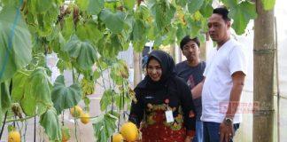 Mbak Etik Kunjungi Agrowisata Asha Farm Petik Buah Melon Kualitas Premium