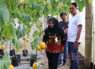 Mbak Etik Kunjungi Agrowisata Asha Farm Petik Buah Melon Kualitas Premium