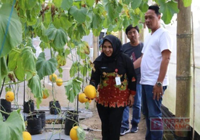 Mbak Etik Kunjungi Agrowisata Asha Farm Petik Buah Melon Kualitas Premium