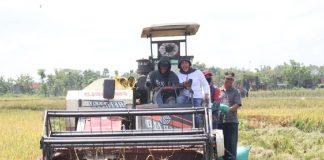 Panen Raya, Wabup Etik: Blora Siap Dukung Indonesia Jadi Lumbung Pangan Dunia