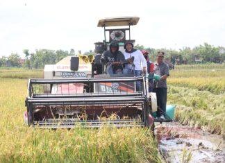Panen Raya, Wabup Etik: Blora Siap Dukung Indonesia Jadi Lumbung Pangan Dunia