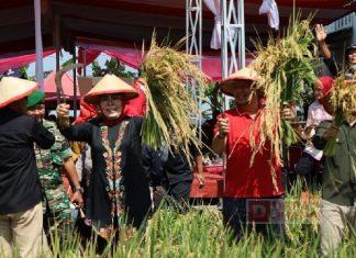 Sri Sumarni Lakukan Panen Padi Nusantara Bersama Presiden