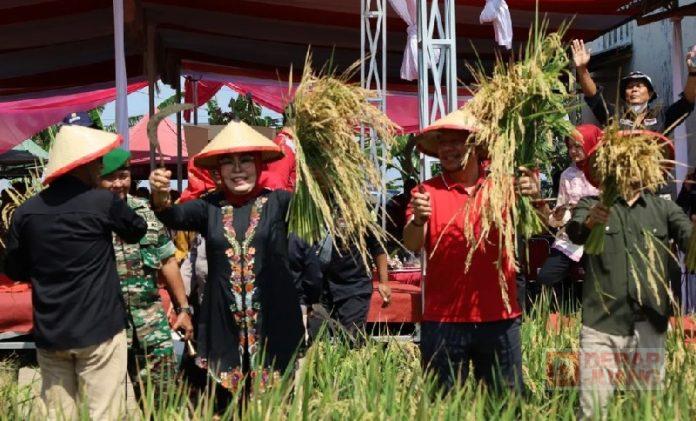 Sri Sumarni Lakukan Panen Padi Nusantara Bersama Presiden