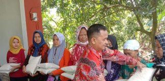 Sumar Rosul Bagikan Bantuan Hibah Gabah ke Petani