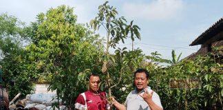 Upaya Pelestarian Lingkungan, Mas Tony Beri Warga Sambirejo Bibit Alpukat