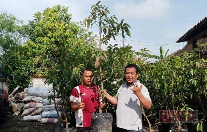 Upaya Pelestarian Lingkungan, Mas Tony Beri Warga Sambirejo Bibit Alpukat