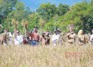 Sri Mulyani Bersama Mentan Gelar Panen Raya Padi IP 400