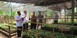 Tinjau Budidaya Kakao di Sidareja, Purwanto: Kakao Salah Satu Komoditas Unggulan Perkebunan