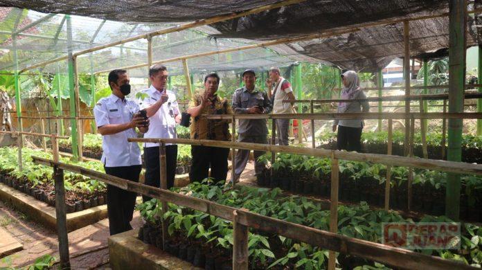 Tinjau Budidaya Kakao di Sidareja, Purwanto Kakao Salah Satu Komoditas Unggulan Perkebunan