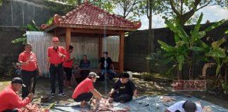 DPC PDI Perjuangan Blora Salurkan 1 Ton Daging Hewan Kurban