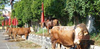 Idul Adha 1444 H, DPD Partai Jateng Berkurban 7 Sapi dan 3 Kambing