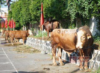 Idul Adha 1444 H, DPD Partai Jateng Berkurban 7 Sapi dan 3 Kambing