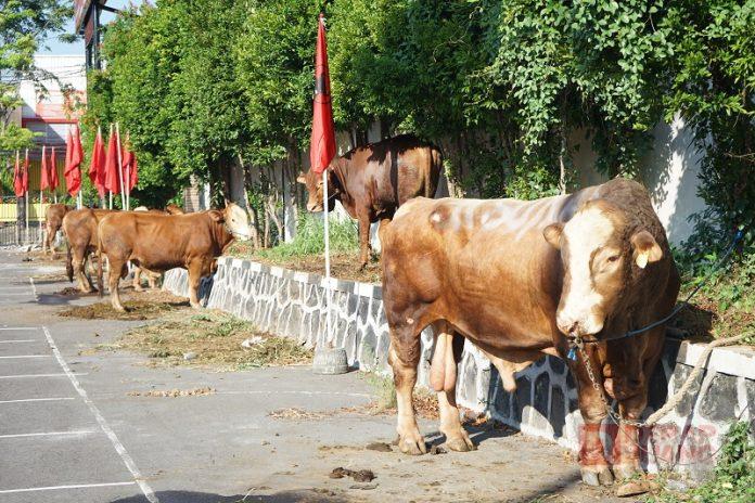 Idul Adha 1444 H, DPD Partai Jateng Berkurban 7 Sapi dan 3 Kambing