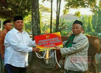 Idul Adha, Riswadi Serahkan 5 Sapi dan 8 Kambing ke Masjid