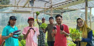 Sachrul Pamuji Diajak Pemuda Tani Jaya Sokoduwet Panen Sayur