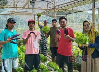 Sachrul Pamuji Diajak Pemuda Tani Jaya Sokoduwet Panen Sayur