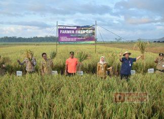 Wabup Rista Hadiri Panen Raya Percontohan Petani Cerdas Iklim di Desa Kamulyan