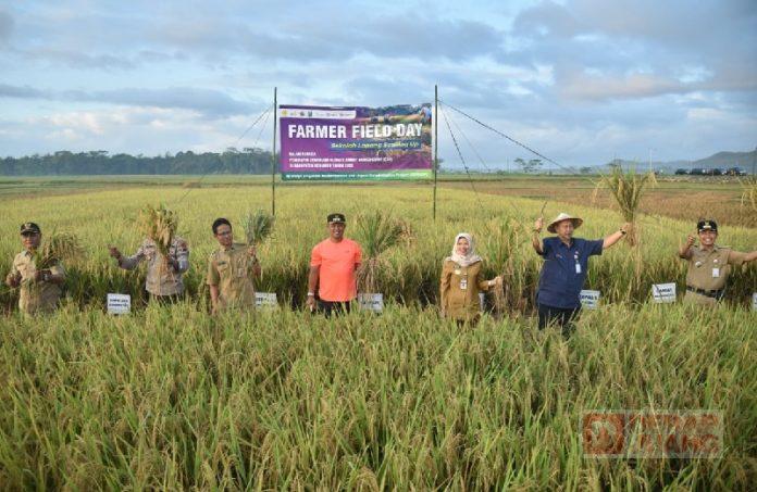 Wabup Rista Hadiri Panen Raya Percontohan Petani Cerdas Iklim di Desa Kamulyan