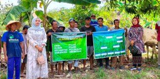 Dewi Megawati Gelontorkan 5 Sapi ke Kelompok Ternak Sumber Makmur