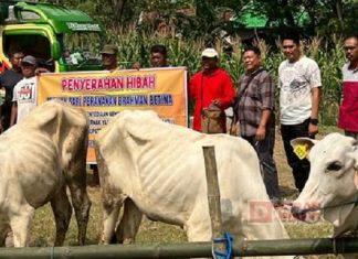 Rimbawanto Kawal Penyerahan Hibah 10 Sapi Brahman ke Warga Desa Kradenan