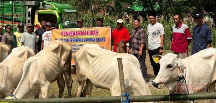 Rimbawanto Kawal Penyerahan Hibah 10 Sapi Brahman ke Warga Desa Kradenan