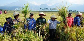 Strategi Ngesti Nugraha Hadapi Efek Musim Kemarau dan Fenomena El Nino