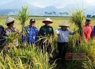 Strategi Ngesti Nugraha Hadapi Efek Musim Kemarau dan Fenomena El Nino