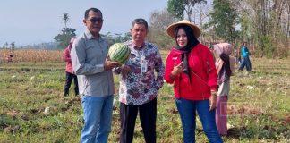 Dukung Sektor Pertanian, Catur Winarko Terjun dalam Panen Raya