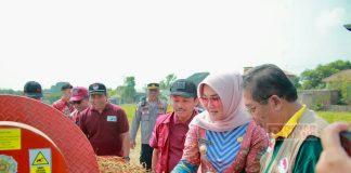 Sri Mulyani Panen Kedelai Bersama FKUB Klaten